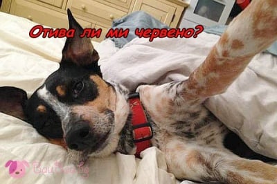 Селфи с новата каишка