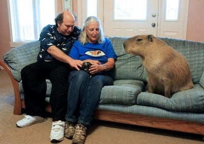 Семейство осиновява гигантска капибара, помагаща за образованието на деца