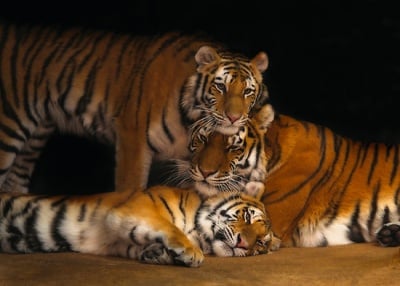 Семейство тигри