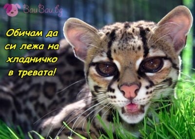 Ето как се справям с жегите ...