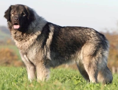 Шарпланинец