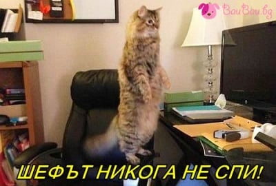 Шефът никога не спи!