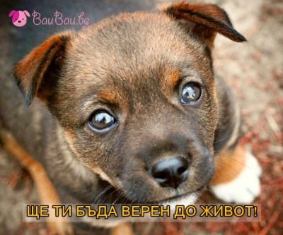 Верността на кучето