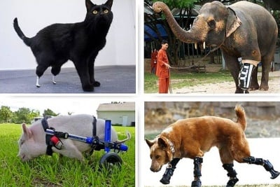 Силен дух и воля за движение - с изкуствени крачета и плавници