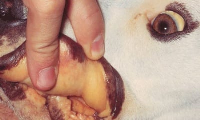 Симптоми на Бабезиоза при кучето
