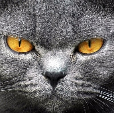 Сива котка с жълти очи
