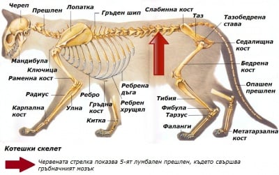 Скелет на котка