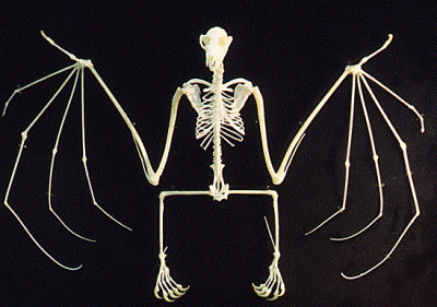 Скелет на прилеп
