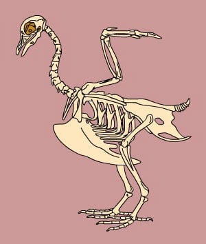 Скелет на птица