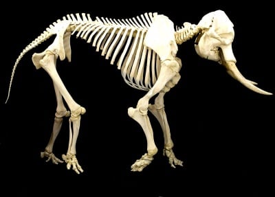 Скелет на слон