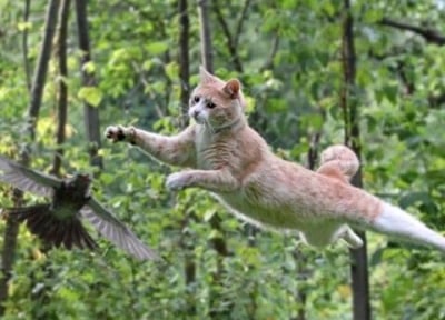 Котешкият скок