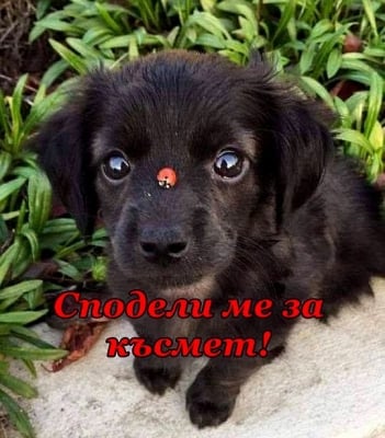 Душко-добродушко