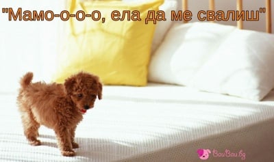 "Мамо-о-о-о, ела да ме свалиш"