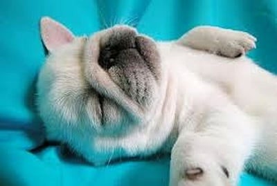 Сладки сънища