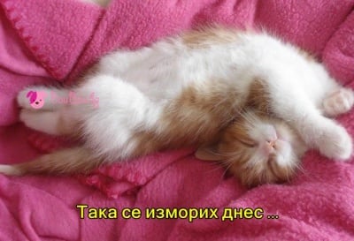 Сънчо дойде