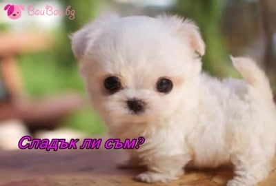 Бебе булонка