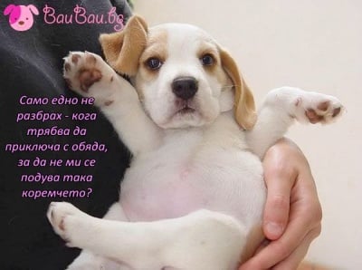 След вкусния обяд