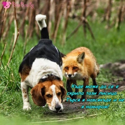 Следотърсач