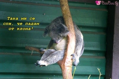 "Всяка вечер като хапна..."