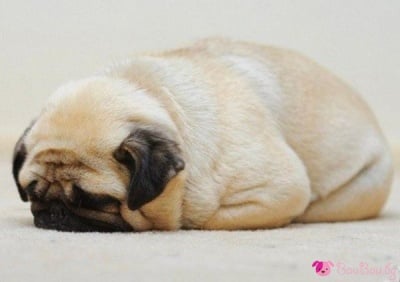 Свит на топличко