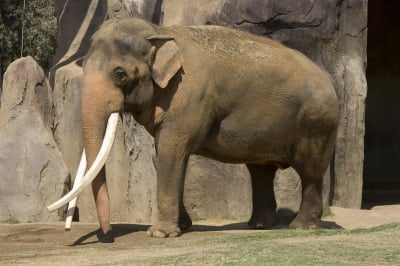 Слон от Азия
