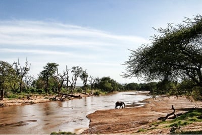 Слон пресича река в Кения