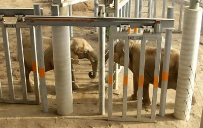 Слон реагира изумително, когато за пръв път от 37 години насам среща приятел (видео)