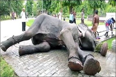 Слон, държан в окови, плаче от радост при спасяването му от 50-годишен плен