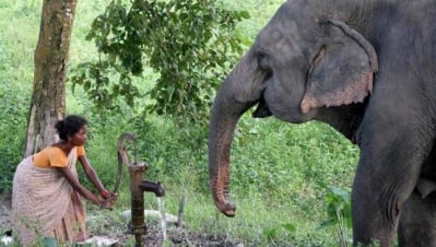 Слон разруши къща, а след това спаси плачещо бебе
