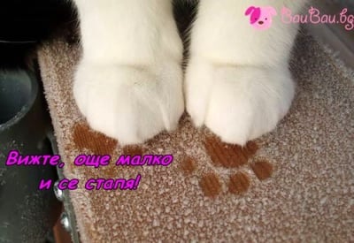 Снежна лапичка