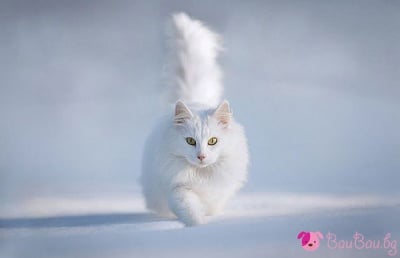 Снежната кралица