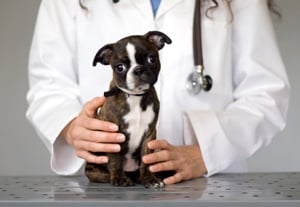 Снемане на анамнеза при кучето