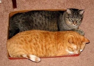 Снимки, доказващи огромната любов на котките към тесни пространства