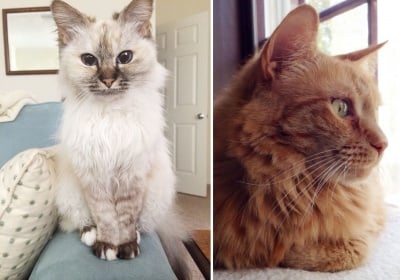 Снимки на възрастни котки, осиновени от хора с големи сърца