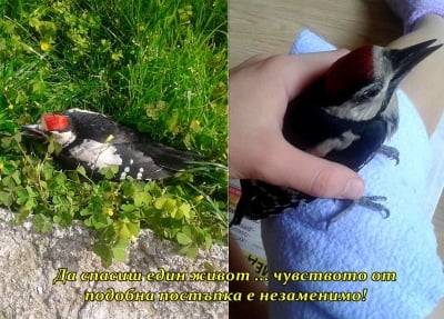 Да спасиш живот е ...