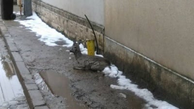 Сърна бе спасена в столичния квартал Бояна