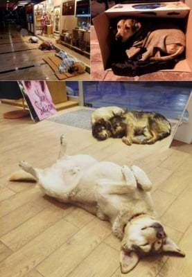 Вижте как хората помагат на бездомните животни в Истанбул след най - тежката снежна буря от години