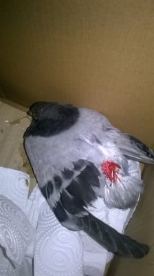 Спасено гълъбче