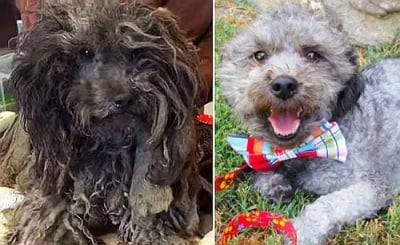 Спасено куче преживява невероятна трансформация, която ще стопли сърцето ви