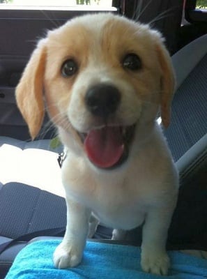 Спасено кученце