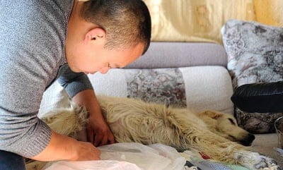 Спасяване на куче