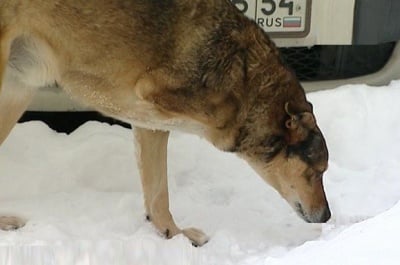 Спасяване на трикрако куче