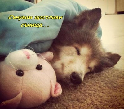 Щастлив на сън