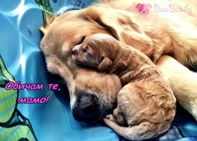 Спокойна нощ