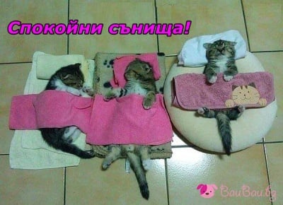 Сладки котенца за сладки сънища