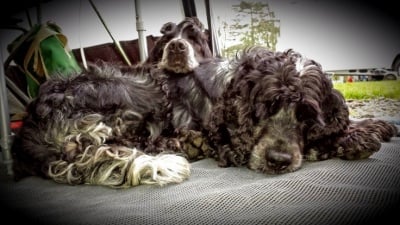 Заедно дори на сън