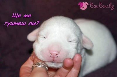 Спящо розово носленце