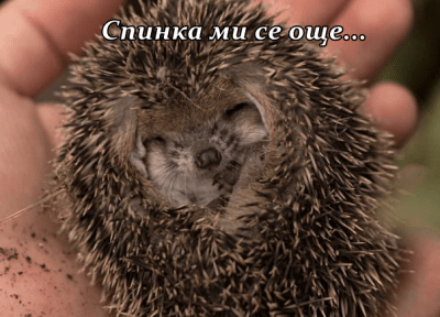 Бодлив поспаланко