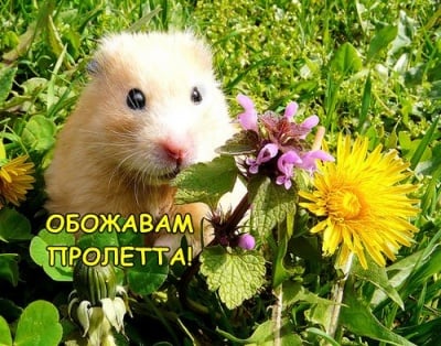 Сред пролетни цветя