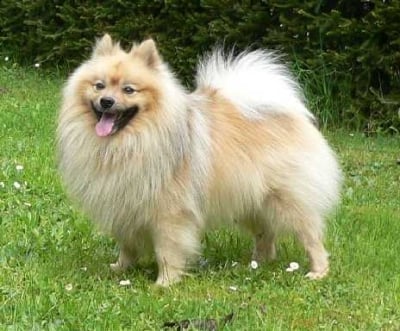 Немски шпиц - среден